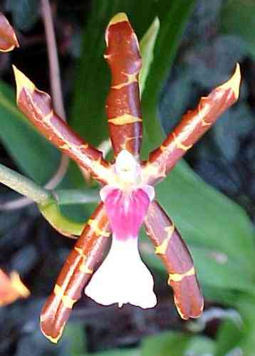 Odontoglossum laeve